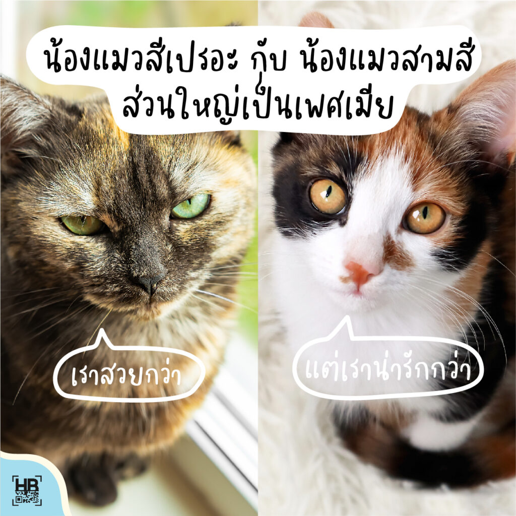 สาระน่ารู้! ลองสังเกตดูนะว่า แมวมีสิ่งนี้ ไหม ? - Hobby QR
